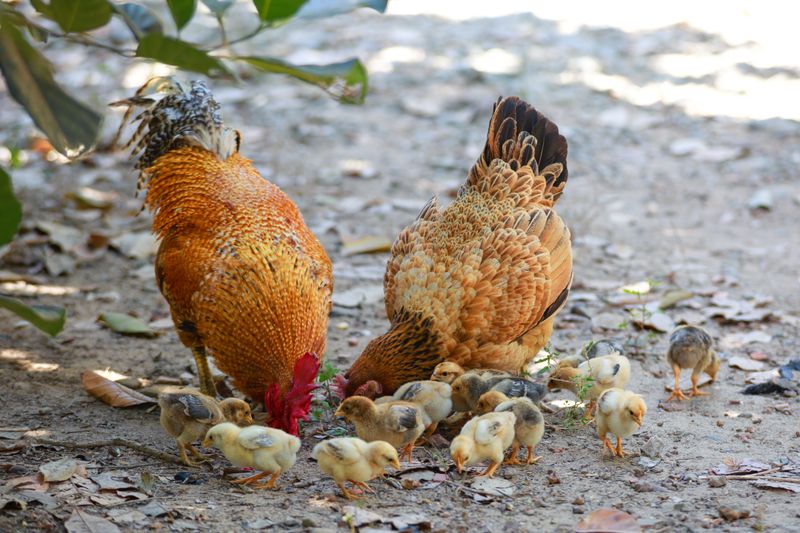 Starbird Chicken family meal combo